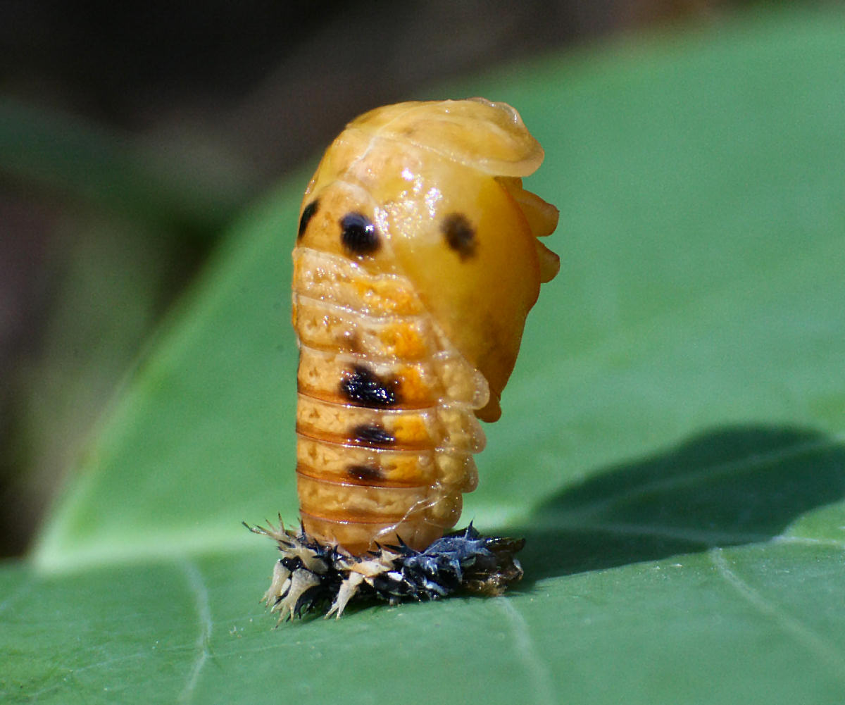 una carrellata di Harmonia axyridis nelle fasi di sviluppo